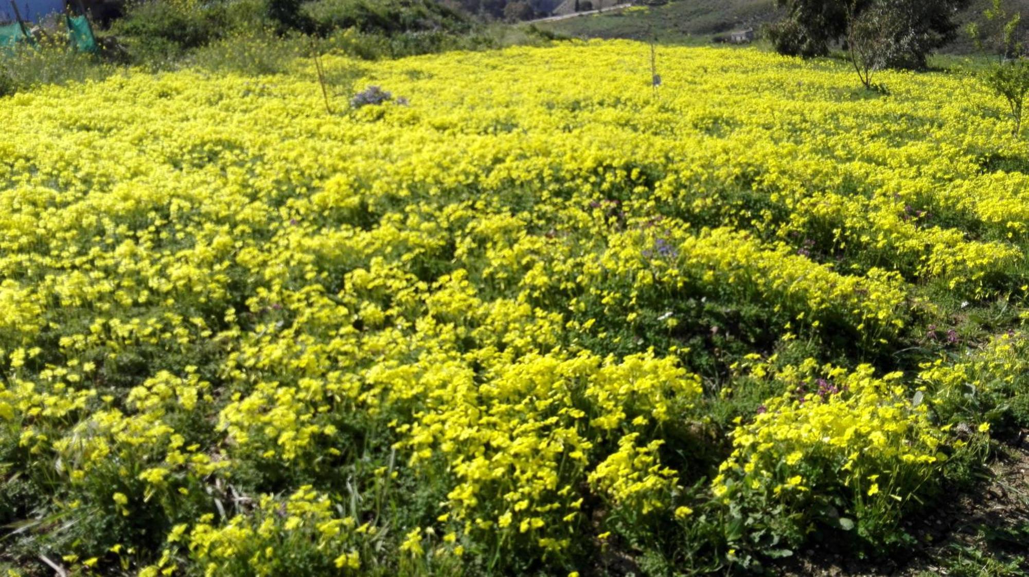 Helimos Bed&Breakfast Segesta Temple-Castellammare Calatafimi Buitenkant foto